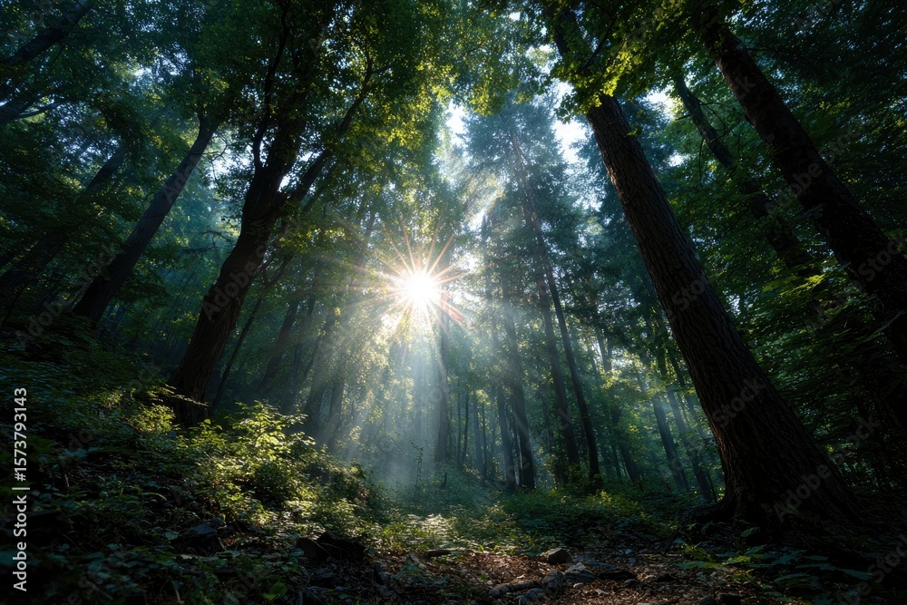 Obraz premium Sunburst through tall forest trees illuminating a ground covered in leaves and greenery creating a dramatic light effect
