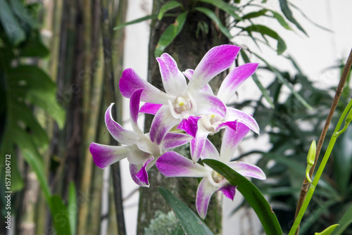 Dendrobium Caesar is a hybrid orchid with magenta purple and white flowers. Registered parents are Dendrobium striaenopsis (syn Dendrobium bigibbum var. schroederianum) × Dendrobium stratiotes