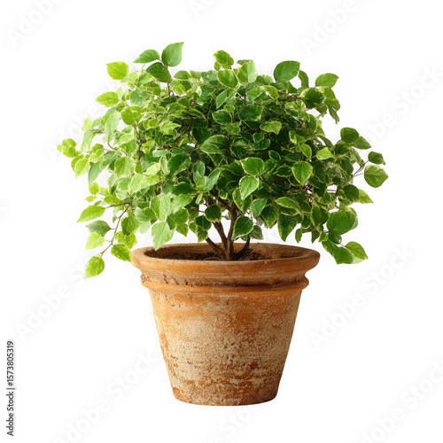 Wallpaper Mural Variegated green bush plant in terracotta pot isolated on transparent background Torontodigital.ca