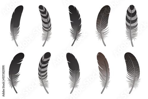 Ten Illustrated Gray Feathers with Various Patterns on a White Background Isolated Elements