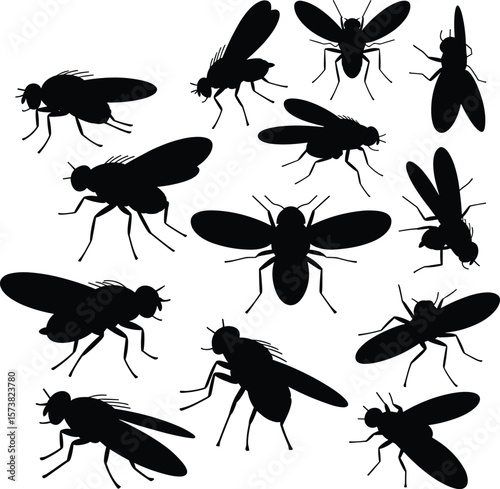 Housefly insect silhouette vector drawing, pest fly illustration, entomology symbol, bug outline art, cad drawing flat vector illustration
