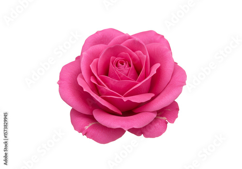 Pink Rose Flower Floral Bloom on Transparent Background Isolated Cutout