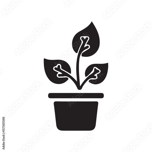 flower in a pot