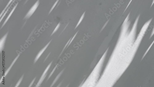 Abstract natural tree leaves shadow on white wall background