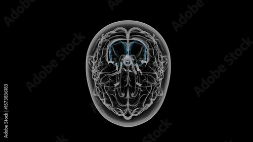 brain animation with Black Background
