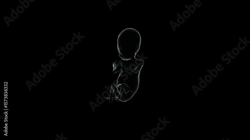 Human Fetus Growth with Black Background