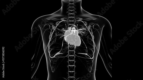 Human Heart Animation with Black Background