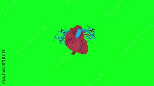 Human Heart Animation with Green Background