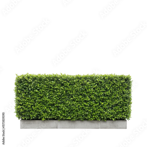 A neatly trimmed green hedge sits atop a concrete base isolated on transparent background