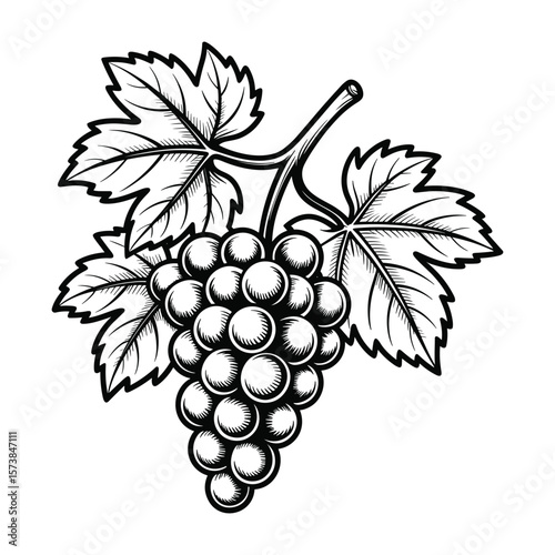 Detailed Grape Cluster with Leaves Woodcut Style