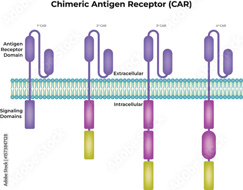 Chimeric Antigen Receptor (CAR) Structure Diagram