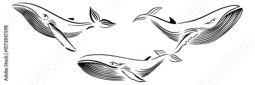line art illustratiom background blue whale