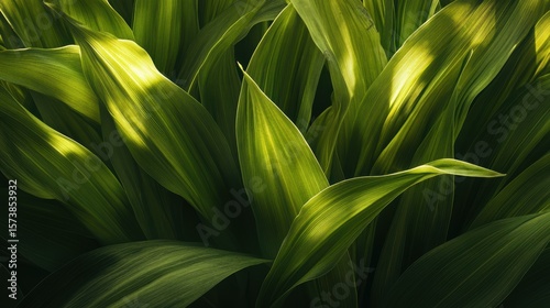 Lush Green Leaves with Sunlight and Shadows in Nature's Design