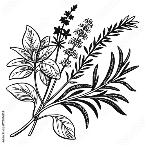 Herbs illustration