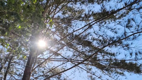 Sunlight shining through pine tree branches and leaves