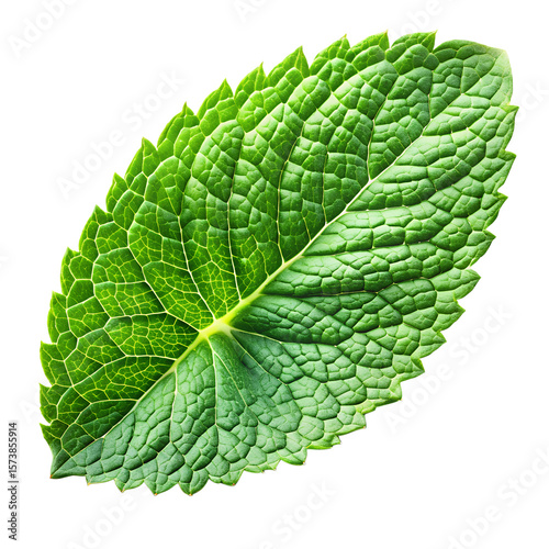 Coconut Palm Leaf PNG, Realistic Fern Leaf PNG, Tree Leaf, Coconut Tree Leaf PNG, Monstera Leaf Icon, Flat Botanical Leaf PNG