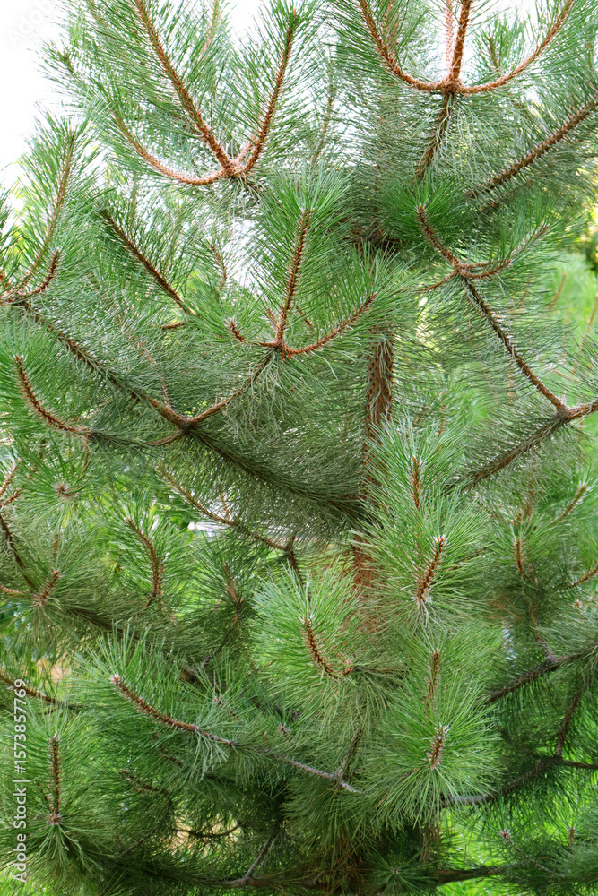 Obraz premium christmas tree branches