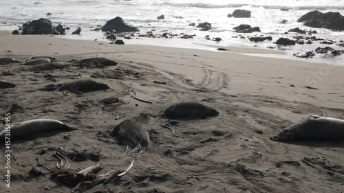 Gimbal close-up panning shot of sleeping elephant seals on the beach at Piedras Blancas, California. 4K