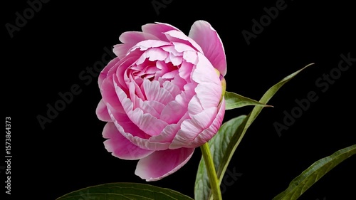 Timelapse of Close up of a pink peony bud on black background spring floral bloom blossom botanical beauty nature flora