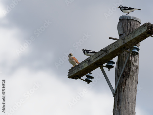 Fotografie Nankeen Kestrel (Falco cenchroides)and two magpie-Larks (Grallina cyanoleuca) perched on an abandoned power pole