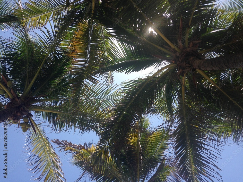 Fototapeta premium Palmas de playa