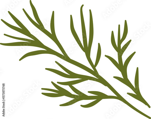 A fresh green rosemary plant branch with leaves on a white background, vector illustration of a healthy garden herb or spice