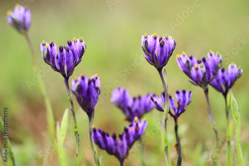 Fotografia Burmannia disticha is a species of plant that is occasionally seen  in freshwater systems and can grow in Grows in shaded sites, in swamps and wetlands