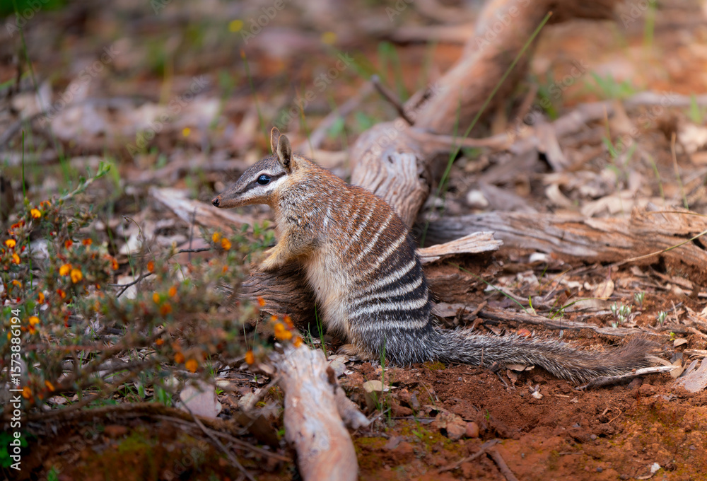 Fototapeta premium Numbat foraging on the forest floor