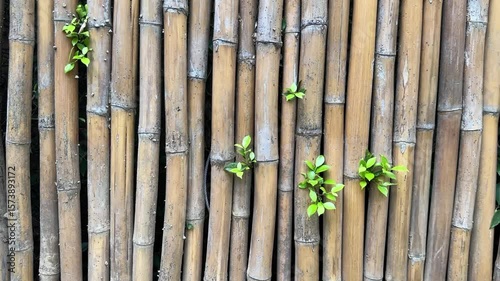 Wallpaper Mural Vertical bamboo wall with fresh green leaves growing between aged bamboo stalks
 Torontodigital.ca