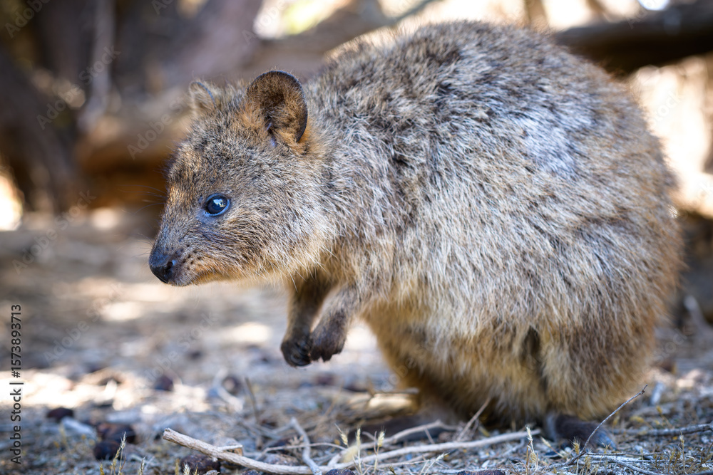 Obraz premium The quokka is a small macropod. It is herbivorous and mainly nocturnal. The quokka's range is a small area of southwestern Australia.