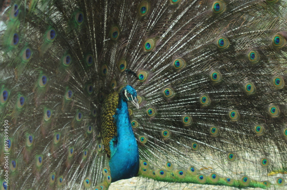Naklejka premium Species birds of the family Pavo cristatus. Majestic Peacock Detailed View Head and Neck displaying vibrant blue colors emerald details plumage showcasing iridescent feathers in full bloom
