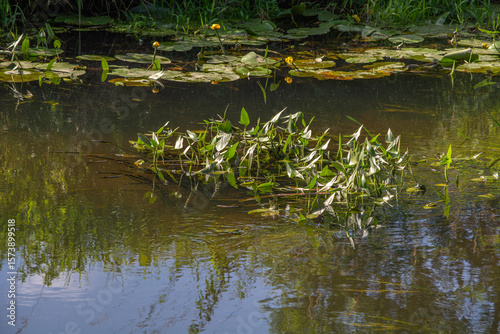 The small Grabia River in central Poland.