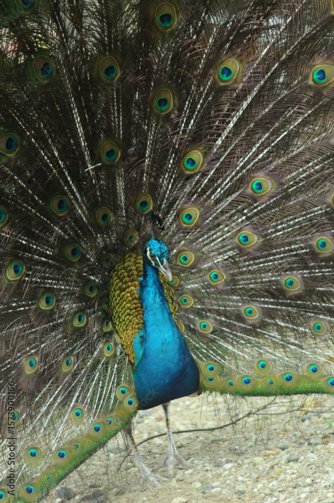 Obraz premium Species birds of the family Pavo cristatus. Majestic Peacock Detailed View Head and Neck displaying vibrant blue colors emerald details plumage showcasing iridescent feathers in full bloom