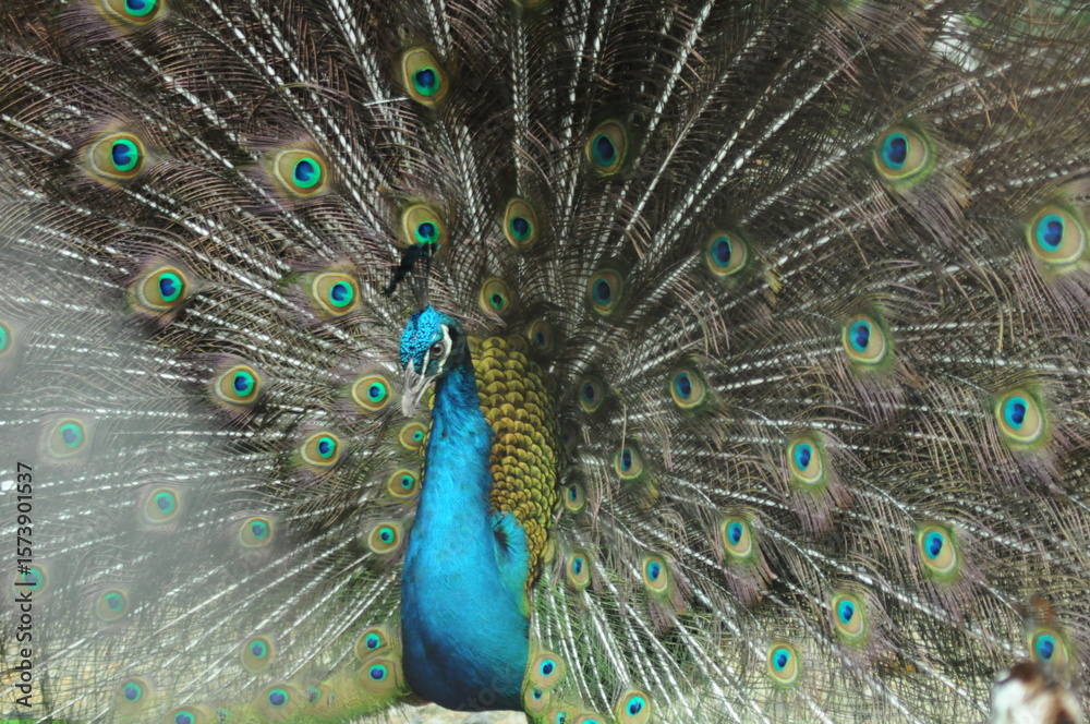 Naklejka premium Species birds of the family Pavo cristatus. Majestic Peacock Detailed View Head and Neck displaying vibrant blue colors emerald details plumage showcasing iridescent feathers in full bloom
