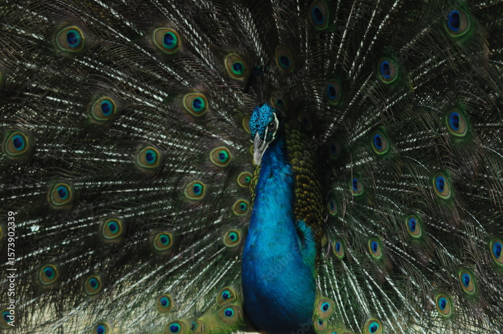 Obraz premium Species birds of the family Pavo cristatus. Majestic Peacock Detailed View Head and Neck displaying vibrant blue colors emerald details plumage showcasing iridescent feathers in full bloom