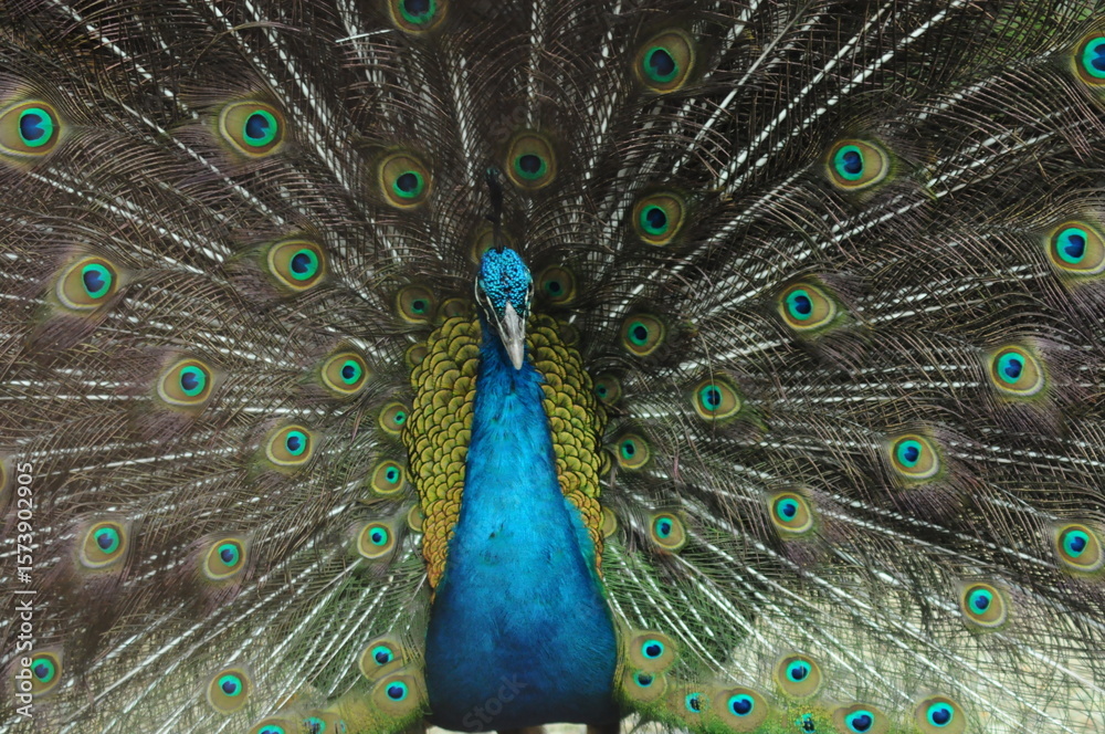 Obraz premium Species birds of the family Pavo cristatus. Majestic Peacock Detailed View Head and Neck displaying vibrant blue colors emerald details plumage showcasing iridescent feathers in full bloom