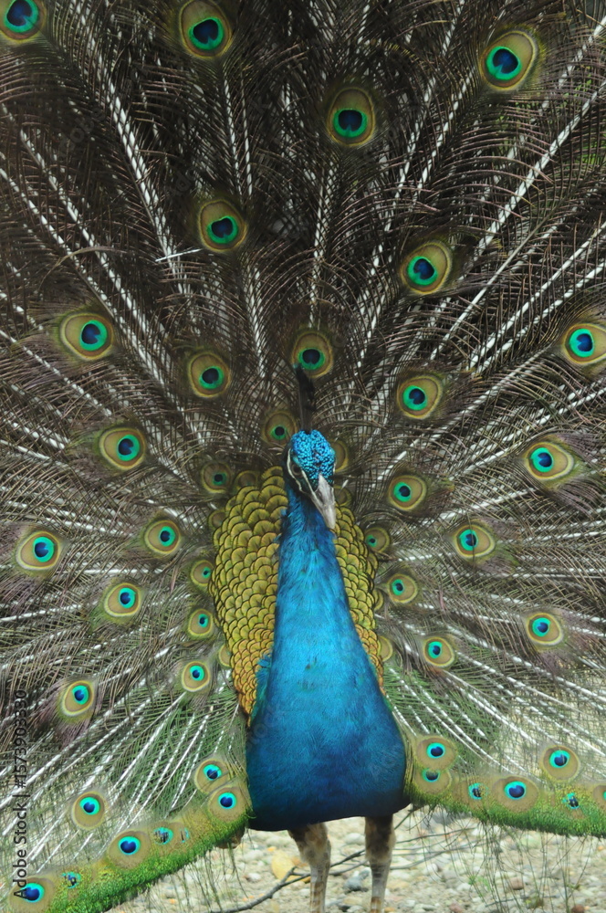 Obraz premium Species birds of the family Pavo cristatus. Majestic Peacock Detailed View Head and Neck displaying vibrant blue colors emerald details plumage showcasing iridescent feathers in full bloom