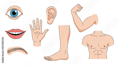 Exploring the human body parts and their functions a visual guide to anatomy for kids and students