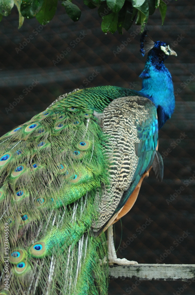 Obraz premium Species birds of the family Pavo cristatus. Majestic Peacock Detailed View Head and Neck displaying vibrant blue colors emerald details plumage showcasing iridescent feathers in full bloom