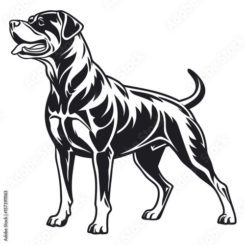 Powerful Athletic Rottweiler Dog Standing Proudly with a Loyal Expression