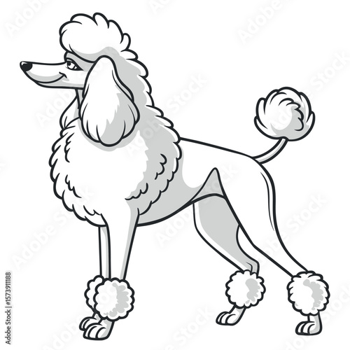Elegant White Poodle Standing Proudly with Puffed Hair