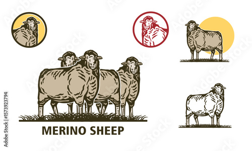 great merino sheep standing at farm logo, silhouette of strong and healthy ram vector illustrations