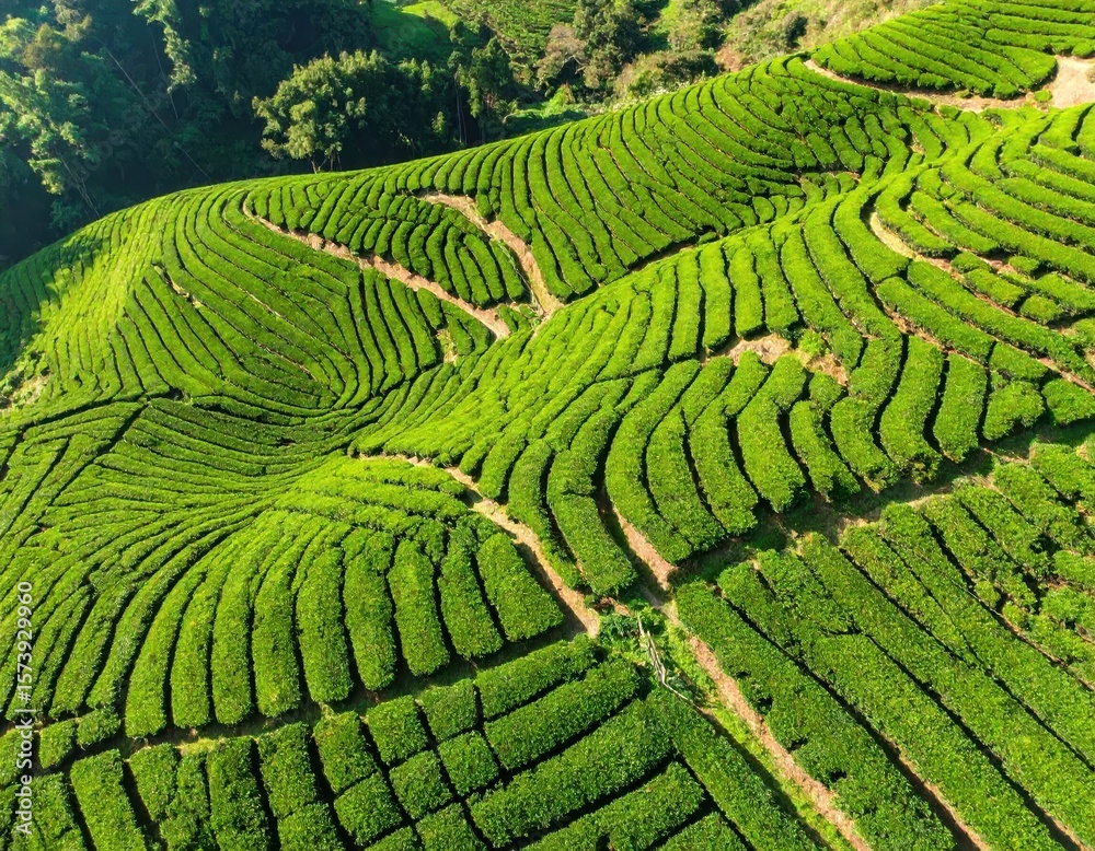 Fototapeta premium Lush Green Tea Plantations with Organic Rows on Sunny Day