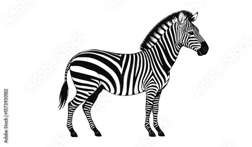 Detailed Standing Zebra Vector Illustration With Bold Stripe Pattern