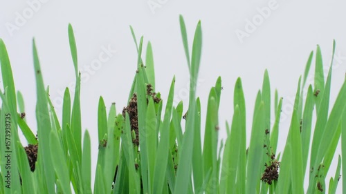 Time lapse of the wonder of small plants sprouting and growing from rich soil.