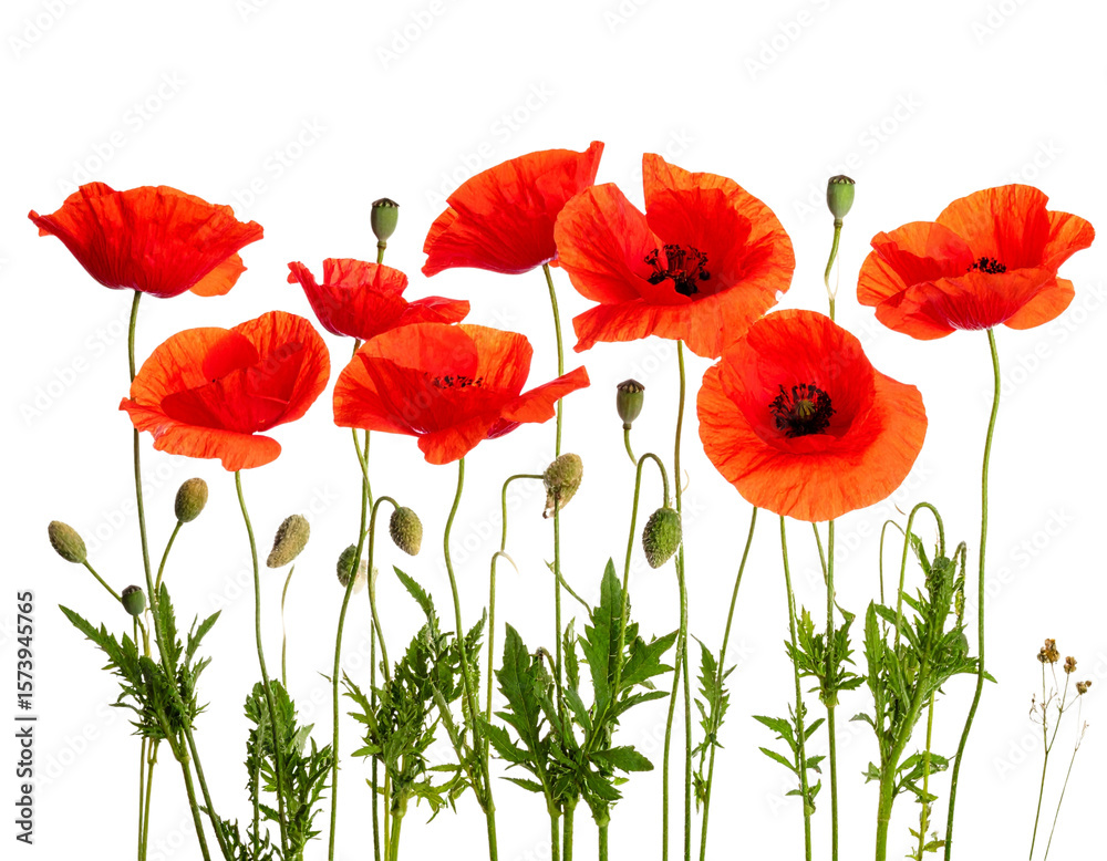 Obraz premium “Minimalist Line of Wild Poppy Stems with Flowers and Buds, isolated on a transparent background”