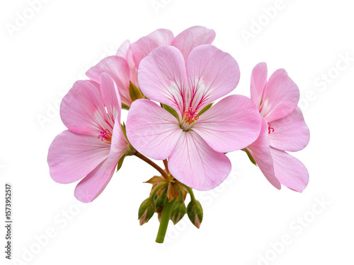 Close up of a cluster of delicate pink geranium flowers with detailed petals and buds isolated on transparent background