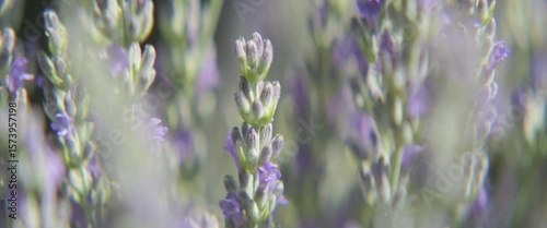 Flowers of true lavender shallow DOF anamorphic 4K footage