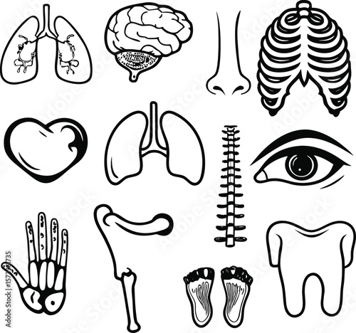 Anatomy study: A detailed monochrome illustration of diverse human organs, meticulously captured with striking clarity and artistic flair.