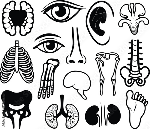 Anatomy Icons: A minimalist and elegant illustration featuring various anatomical elements, providing a clean and informative representation of the human body.